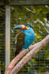 Beautiful blue toucan with yellow and red peak 