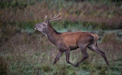 Young red stag deer running through a field during early morning, Killarney national park