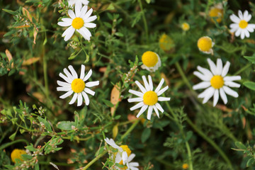 White flowers in summer
