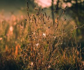 Morning nature in sunlight and dew