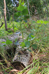 Branches growing from fallen tree