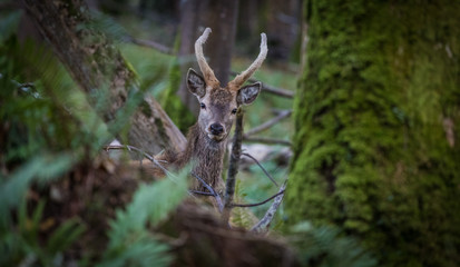 Young red deer in the forest, Killarney national park