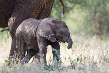 Young elephant relaxing, eating, enjoying life at Tarangire Nationalpark, Tanzania, Africa.