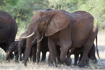 Elephant family from youngster to mother walking in the bush of Tarangire Nationalpark, Tanzania, Africa.