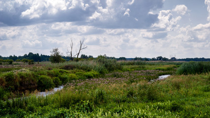 Lato nad Narwią. Narwiański Park Narodowy. Podlasie, Polska © podlaski49