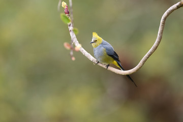 Obraz premium Long-tailed silky-flycatcher sitting on rounded branch