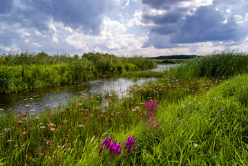 Lato nad Narwią. Narwiański Park Narodowy. Podlasie, Polska © podlaski49