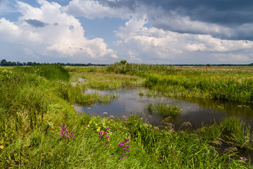 Lato nad Narwią. Narwiański Park Narodowy. Podlasie, Polska © podlaski49