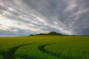 Fototapeta na wymiar Corn field at sunset . Scenery in Central Bohemian Highlands, Czech Republic.
