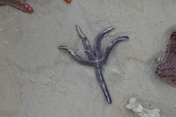 Zanzibar Vacanza Stelle Marine