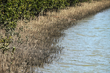 Mangroven in Australien im Wasser