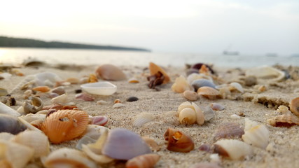 Fototapeta na wymiar Colourful of Shell at Samila Beach, Thailand