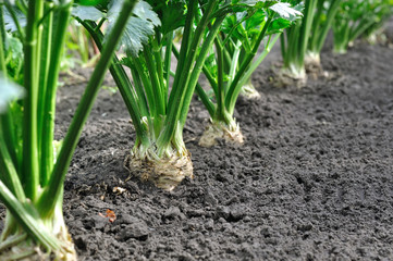 close-up of growing celery plantation (root vegetables)  in the vegetable garden