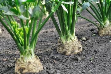 Obraz premium close-up of growing celery plantation (root vegetables) in the vegetable garden