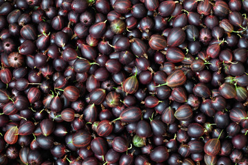 a lot of freshly harvested ripe red gooseberries