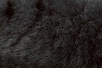 Blurred animals texture. Wildlife, Animals, Textures Concept. Cropped Shot Of Gray Fur. Gray Fur Close Up. Fur Texture. Abstract Animals Background Textures.