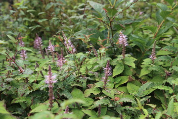 見返り草の群生