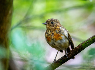 robin perched on branch
