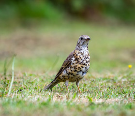 bird on grass
