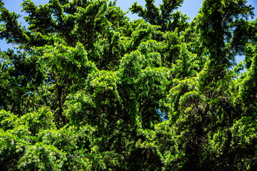 Texture of huge hanging branches of evergreen Lebanese cedar. Close-up. Concept of nature of North Caucasus for design. Lebanese cedar or Lebanese cedar.