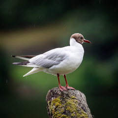 seagull on post