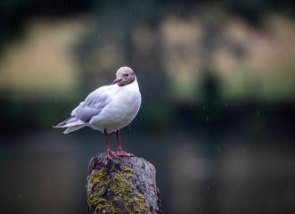seagull on post