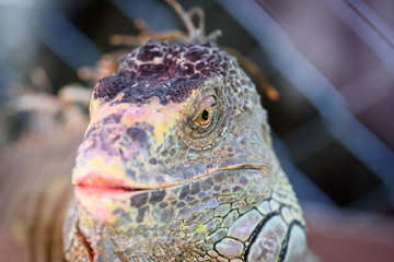 Fototapeta premium Lizard Iguana,Head shot closeup of iguana.