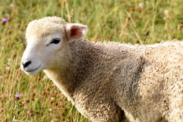 Sheep grazing and resting near the Stonehenge monument in Salisbury, England