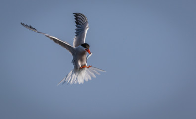 Arctic Tern (Sterna paradisaea) in flight with fish on a summer morning in Maine