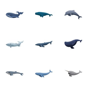 Sea whale icon set. Cartoon set of 9 sea whale vector icons for web design isolated on white background