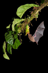 Pallas's long-tongued bat drinking nectar from green flower © PetrDolejsek