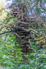 Naklejka na ściany i meble Seattle Arboretum Gnarly Tree 2