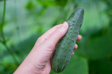 Young, green cucumbers growing on a branch in a greenhouse. A woman harvesting cucumbers in a greenhouse. The concept is agriculture.