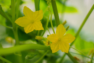 Yellow flowers of young cucumbers on a branch in a greenhouse.