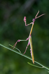mantis on leaf