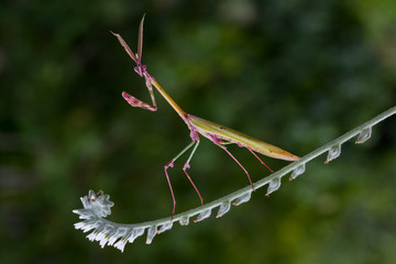 praying mantis .. .. ..