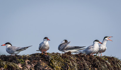 Five Arctic Terns (Sterna paradisaea) on a summer morning in Maine