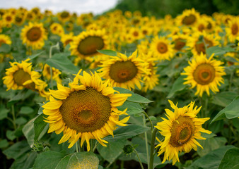  Bright yellow sunflower closeup summer sunny day