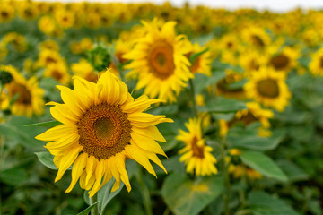  Bright yellow sunflower closeup summer sunny day