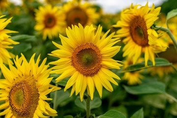  Bright yellow sunflower closeup summer sunny day