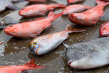 Red Snappers and a trigger fish on dock waiting for fish market.