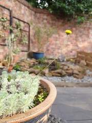 Closeup of flowering plant in garden