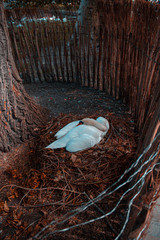 Cigno cova le uova nel suo nido