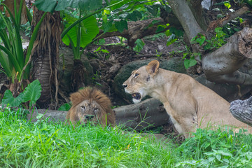 lions in natural forests are sleepy and are sleeping.