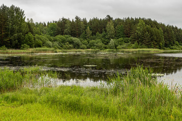 Fototapeta na wymiar Summer pond with trees on the shore