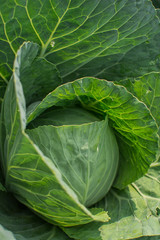 Obraz premium Cabbage grown in the garden. Agriculture concept.