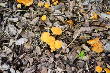 Close-up of fresh brown mushroom and mulch
