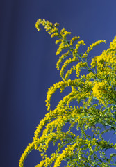 Canadian goldenrod on blue background. Goldenrod ordinary. Yellow garden flowers. Medicinal plant.