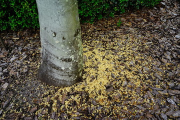 Palm tree and yellow flower