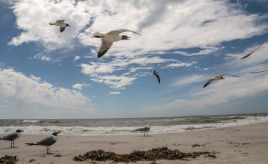 Laughing sea gulls take to the air along the pan handle of Florida. 